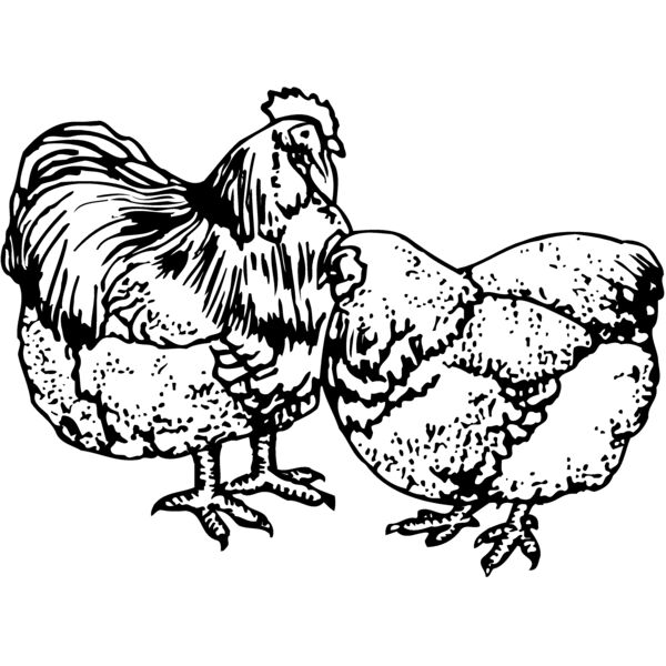 CHICK018 Thumbnail