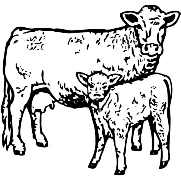 COW030 Thumbnail