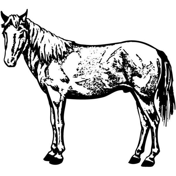 HORSE022 Thumbnail