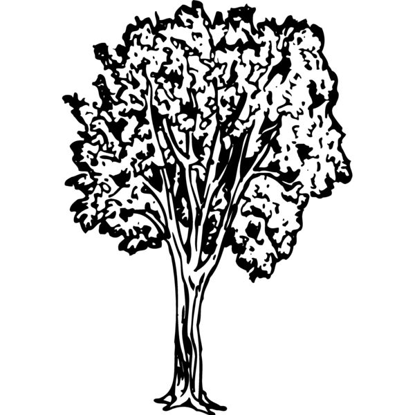 TREE0024 Thumbnail